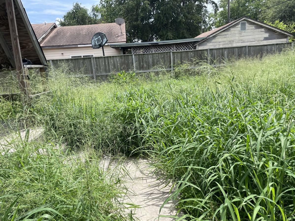 Before lot cleanup - extremely overgrown tall grass